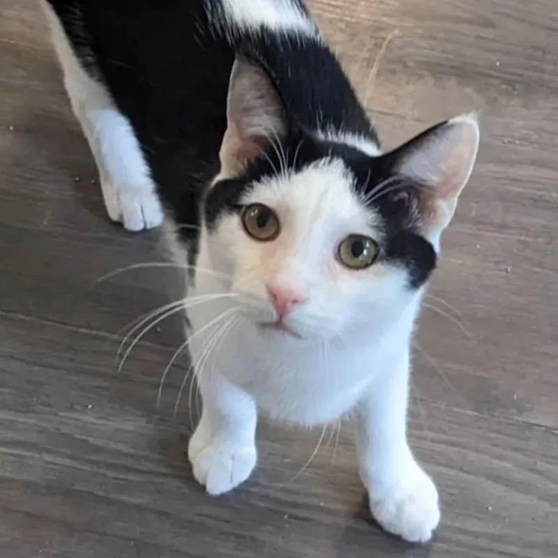 A baby medium-sized male White Domestic Short Hair cat named Hoops for adoption in Pittsburgh, PA