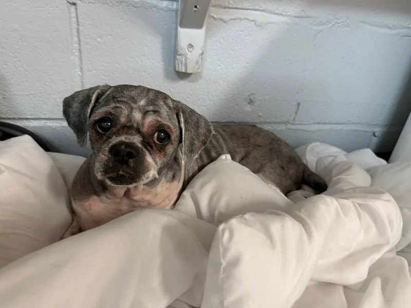 An adult small-sized female Black Shih Tzu dog named Emma for adoption in Delhi, NY