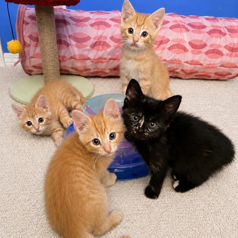A baby small-sized male Orange / Red Domestic Short Hair cat named Butter for adoption in Normal, IL