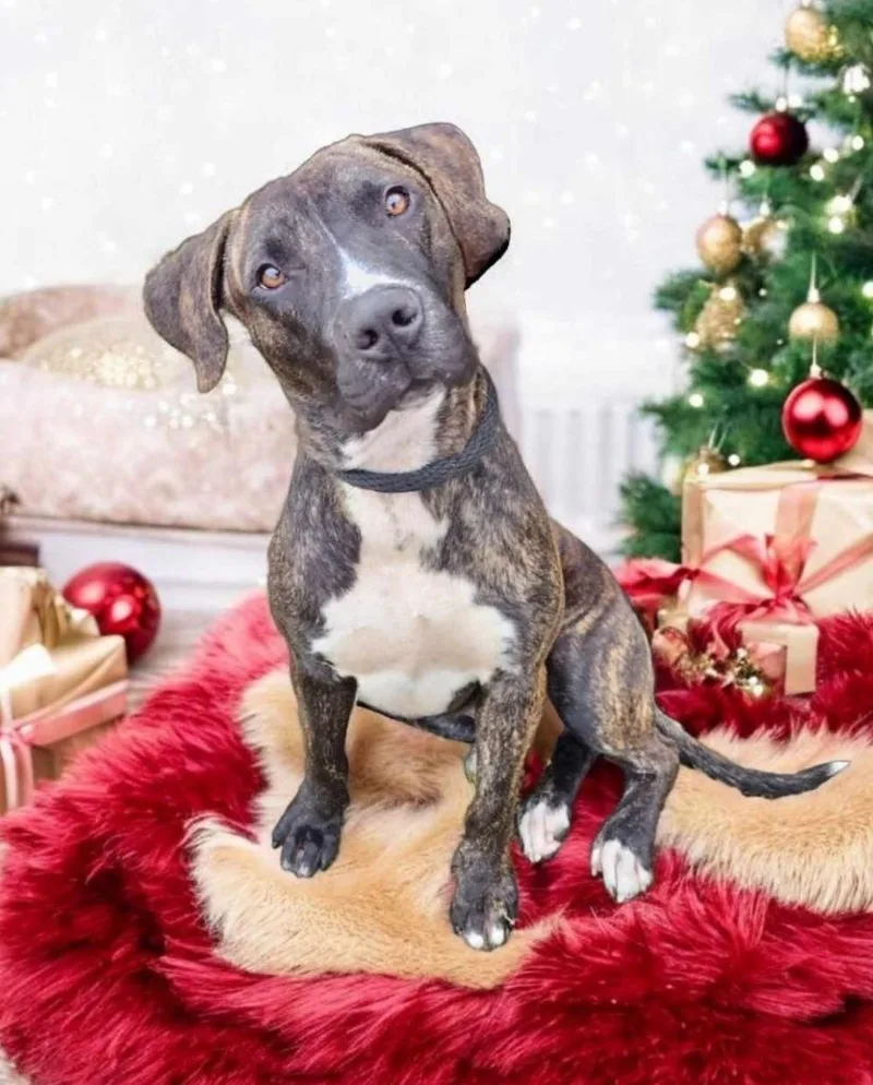 Secret Sam thumbnail 2