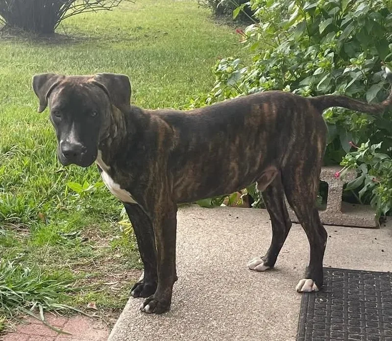 Secret Sam thumbnail 3