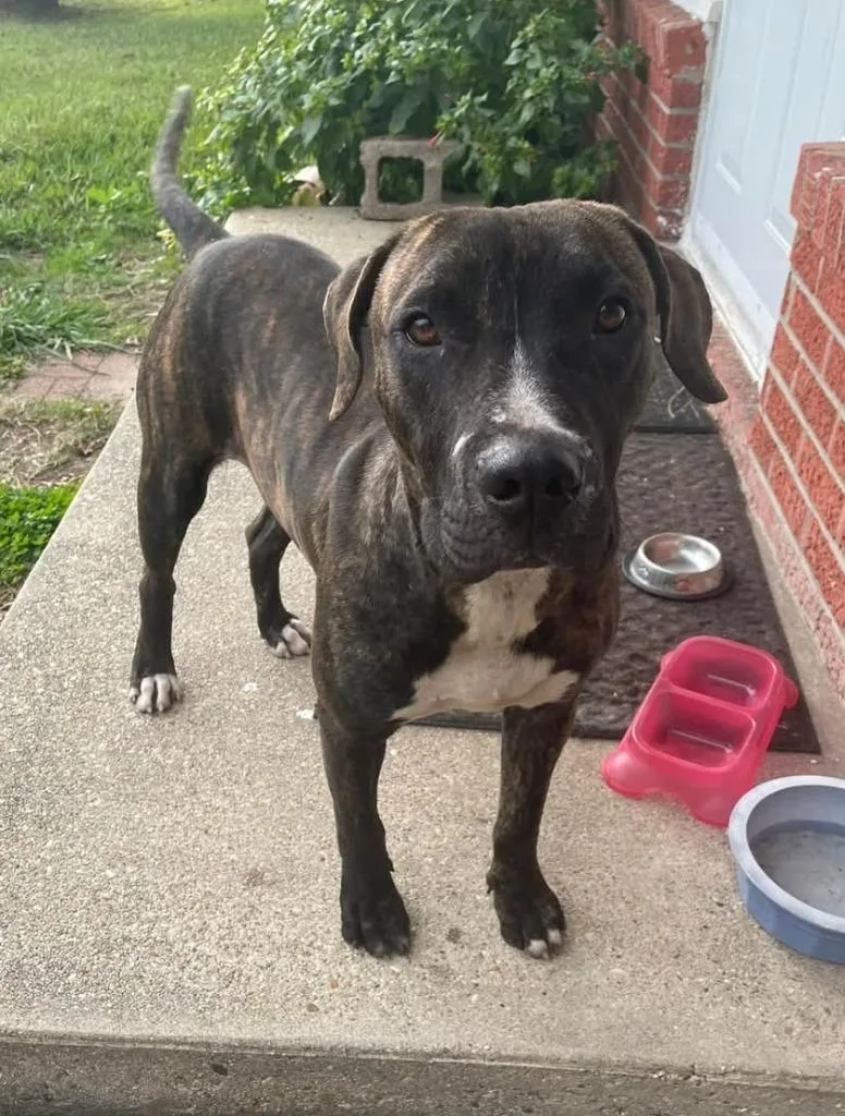 Secret Sam thumbnail 4