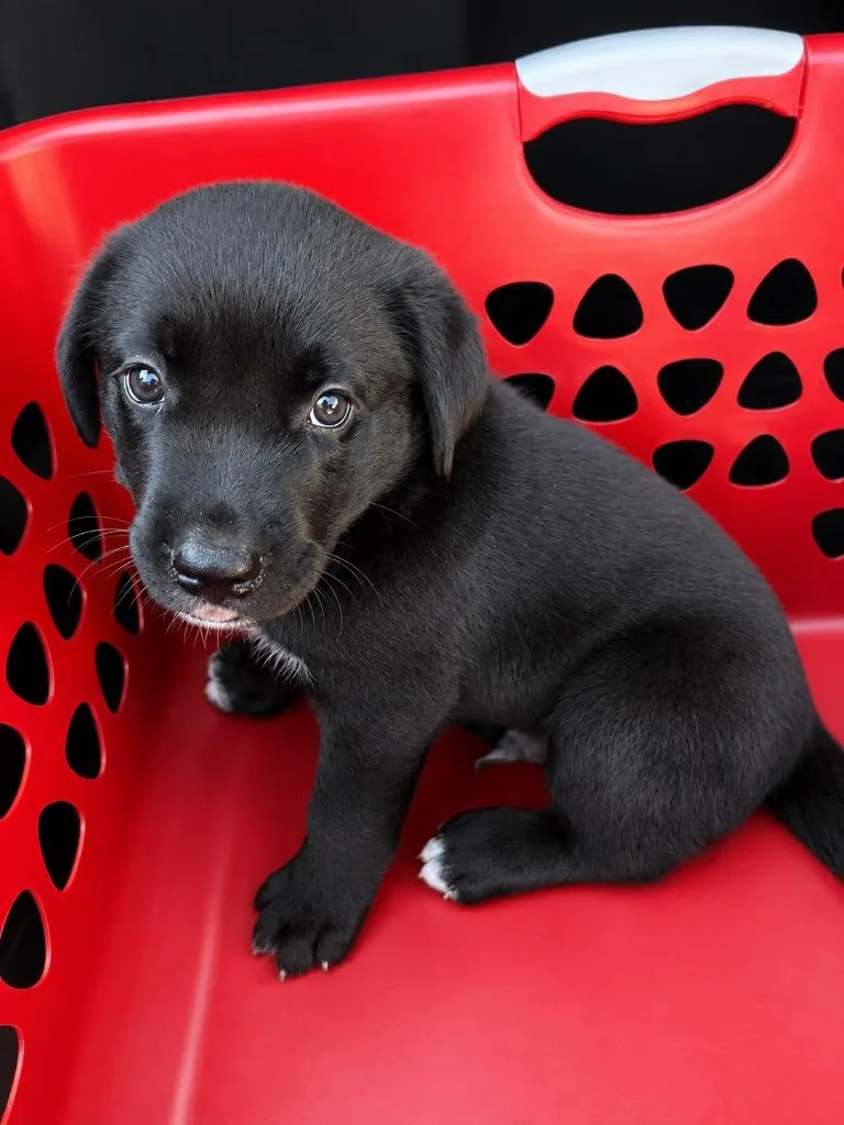 A baby medium-sized male Mixed Breed dog named Breeze for adoption in Fond Du Lac, WI