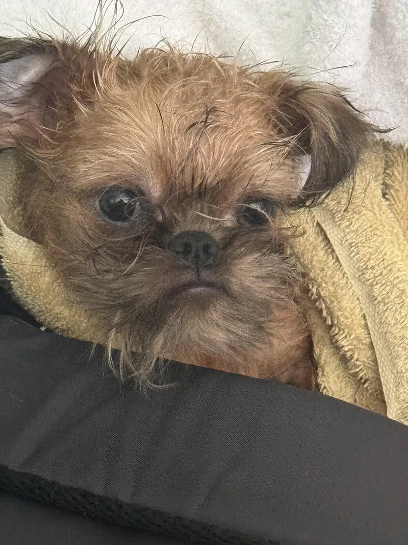 A baby small-sized male Brussels Griffon dog named Gus for adoption in Wheaton, IL