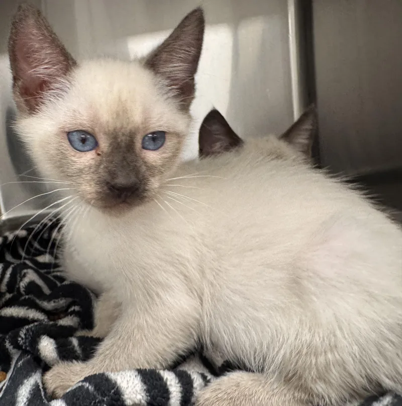 A baby small-sized female Siamese cat named Pearl for adoption in Chico, CA