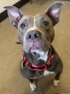 A young medium-sized female Gray / Blue / Silver Pit Bull Terrier dog named Catalina for adoption in Cleveland, OH