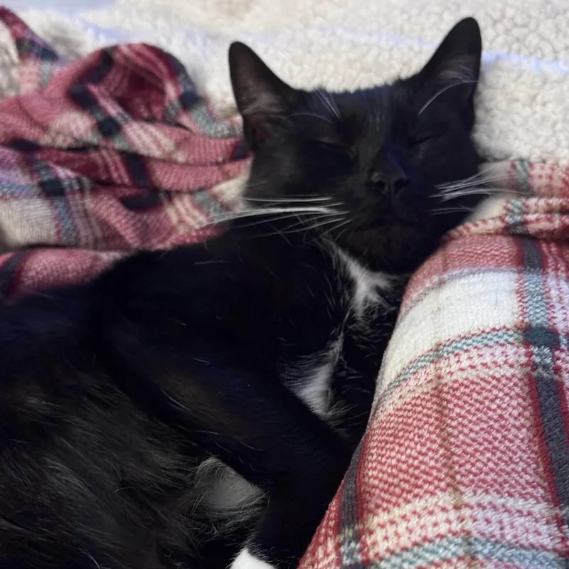 Peppercorn thumbnail 3