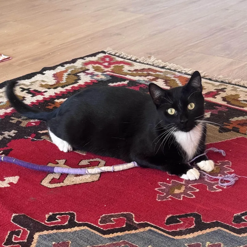 Peppercorn thumbnail 4