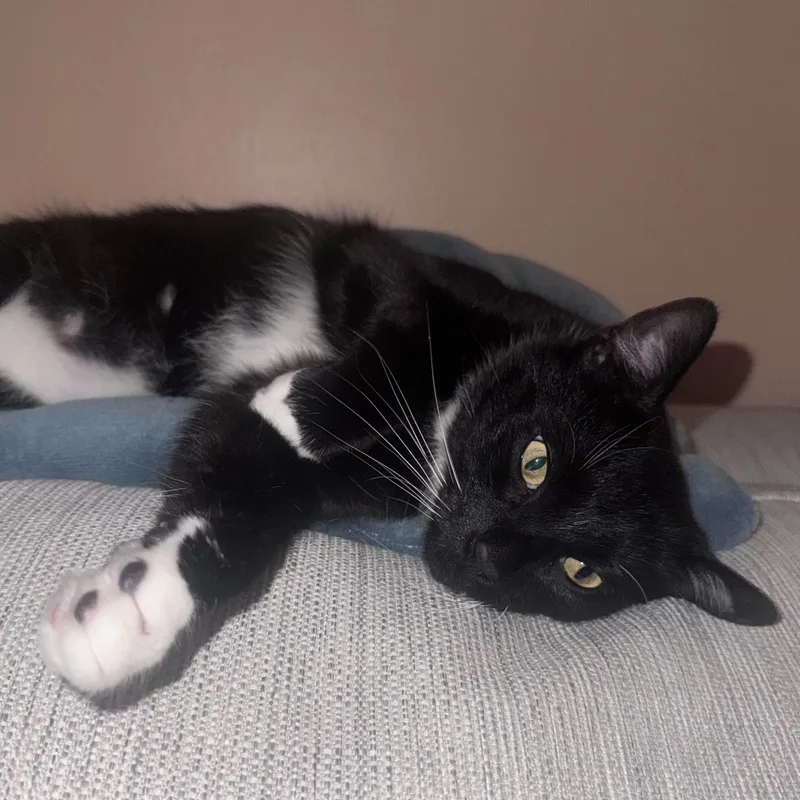 Peppercorn thumbnail 6