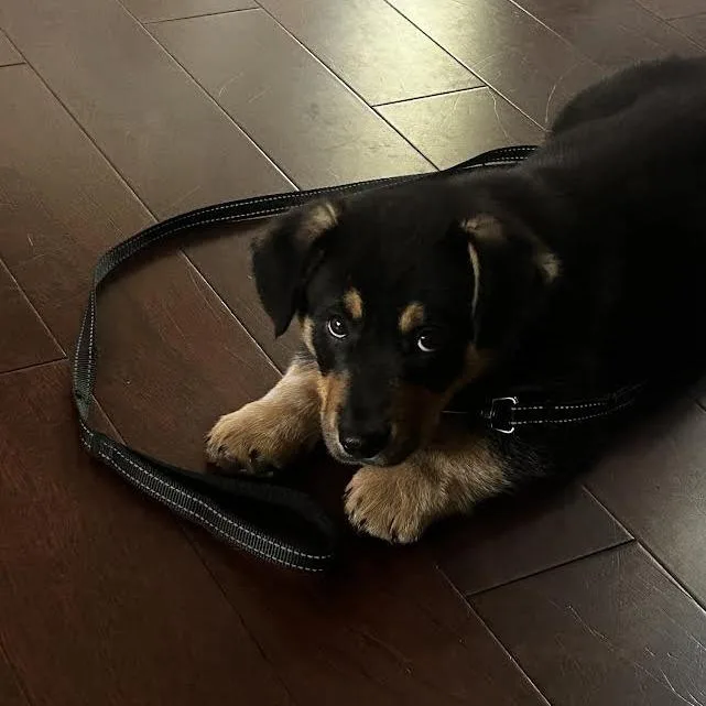 Polar Bear thumbnail 2