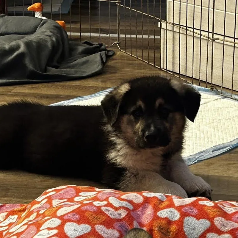 Polar Bear thumbnail 3