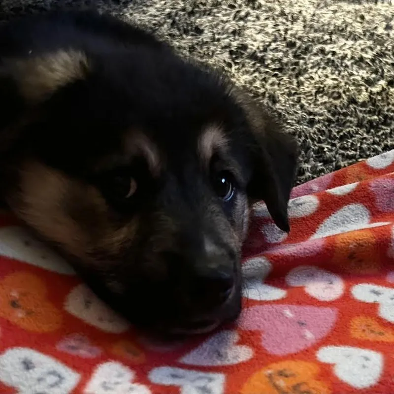 Polar Bear thumbnail 5