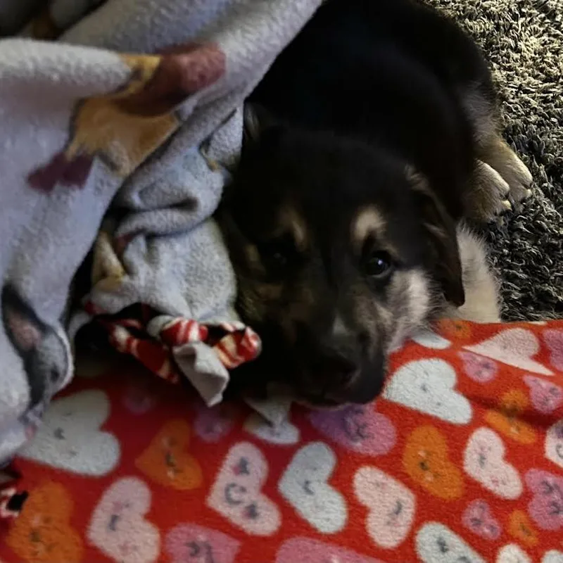 Polar Bear thumbnail 6