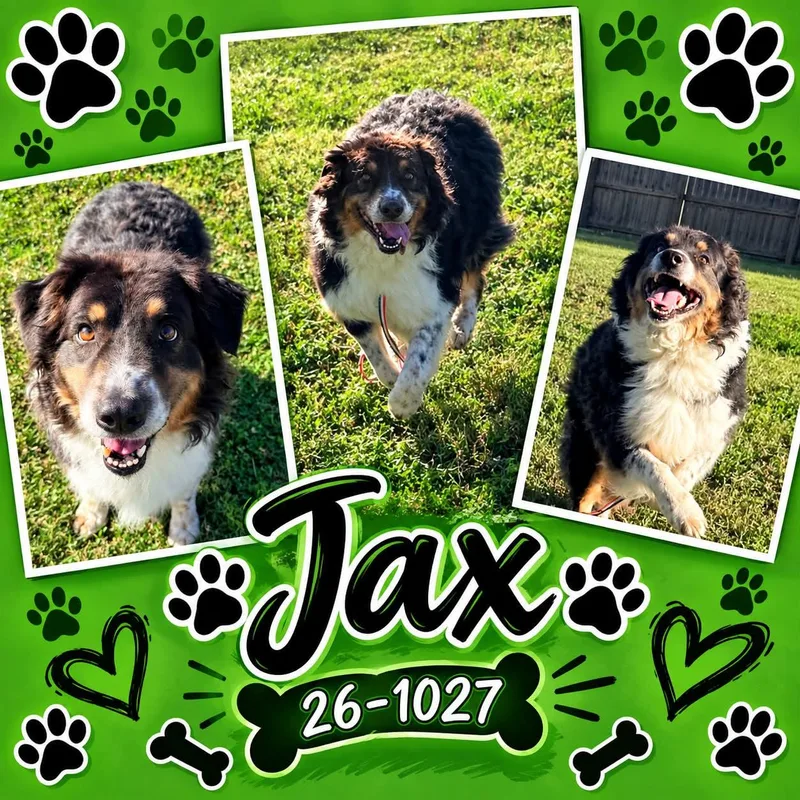 An adult large-sized male Australian Shepherd dog named Jax for adoption in Georgetown, KY