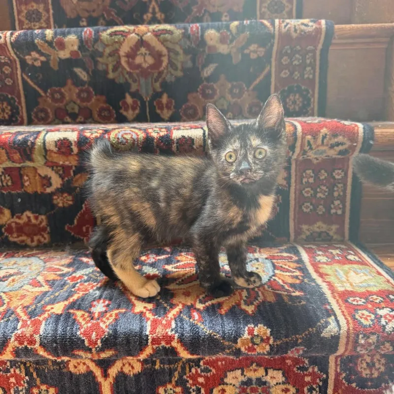 A baby small-sized female Black Domestic Short Hair cat named Samosa for adoption in Philadelphia, PA