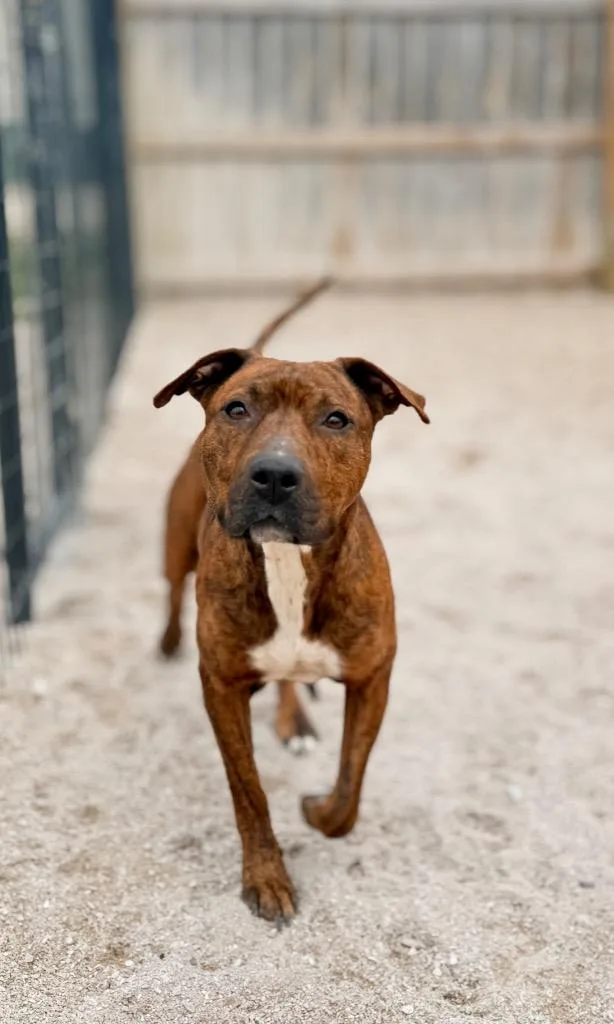 A young medium-sized female Mixed Breed dog named Neveah for adoption in Muskegon, MI