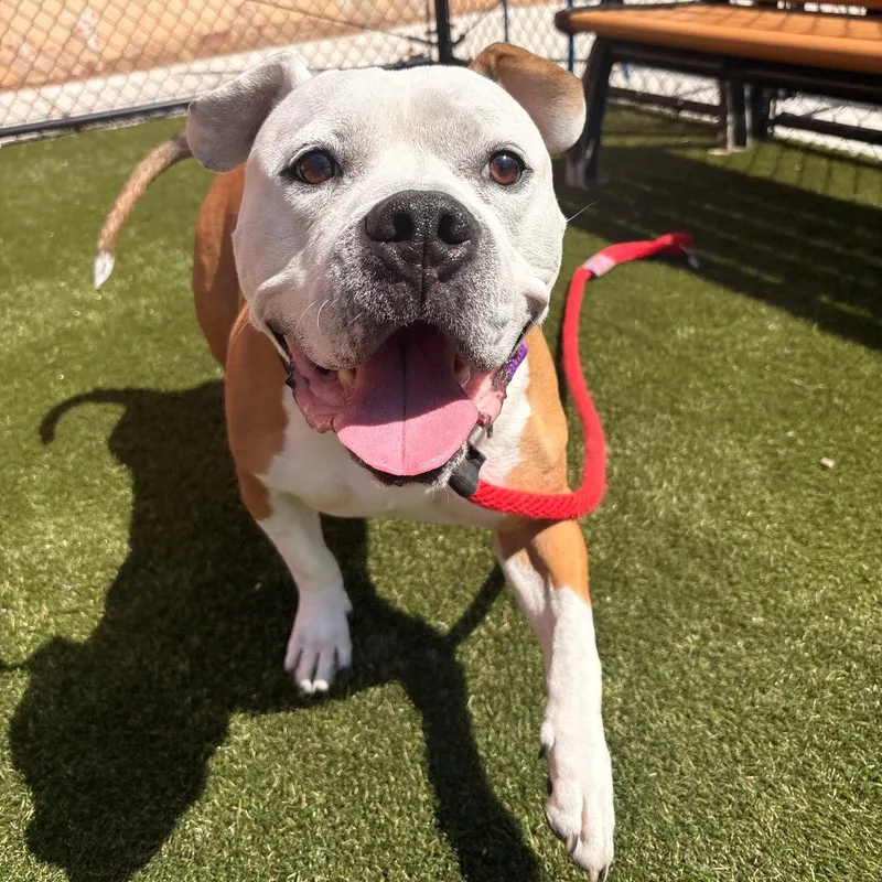 A senior medium-sized male Brown / Chocolate Pit Bull Terrier dog named King Pin for adoption in Philadelphia, PA