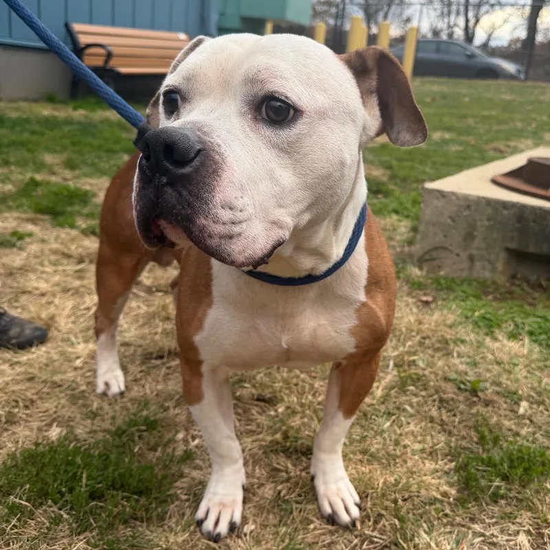 King Pin thumbnail 3