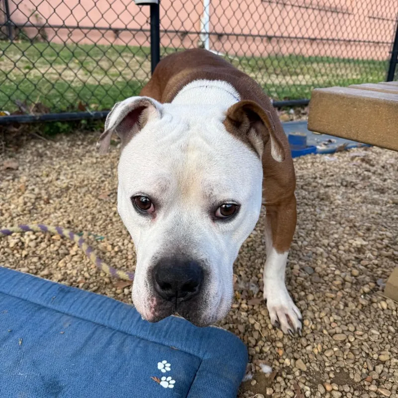 King Pin thumbnail 4