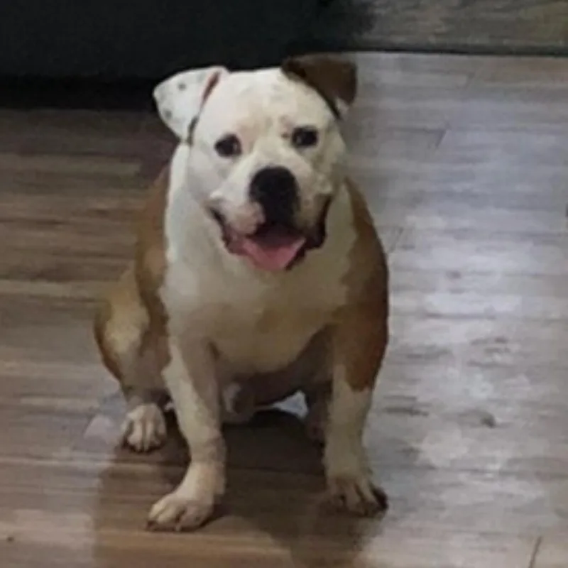 King Pin thumbnail 5