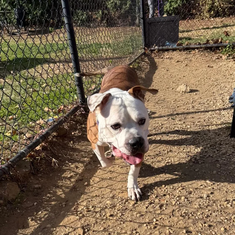 King Pin thumbnail 6