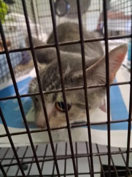 A young medium-sized female Domestic Short Hair cat named Dede for adoption in Chatsworth, CA