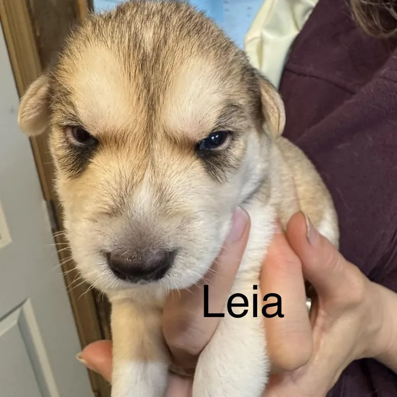 A baby medium-sized female Yellow / Tan / Blond / Fawn Mixed Breed dog named Leia for adoption in Bartlett, TN