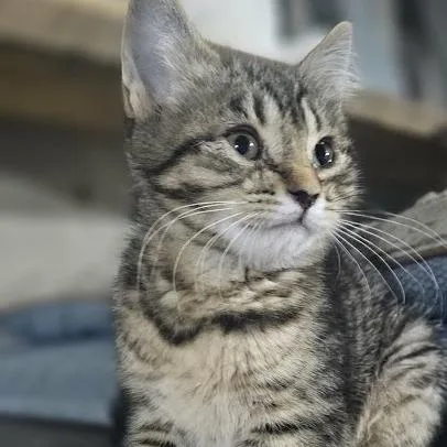 A baby small-sized female Brown / Chocolate Domestic Short Hair cat named Ramona for adoption in Sioux Falls, SD