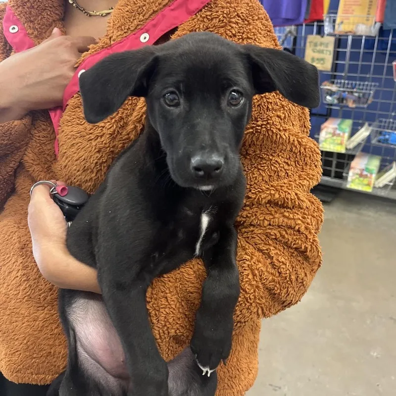 A baby small-sized female Black Mixed Breed dog named Raven for adoption in Houston, TX