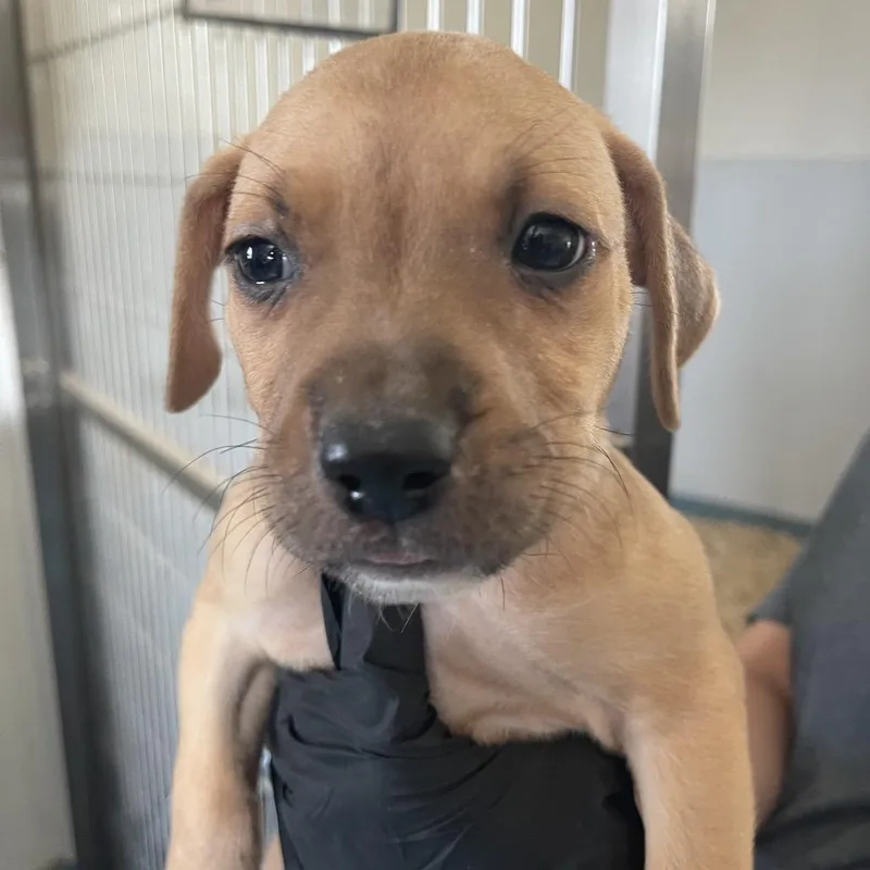 A baby small-sized male Yellow / Tan / Blond / Fawn Terrier dog named Nevada for adoption in Corpus Christi, TX