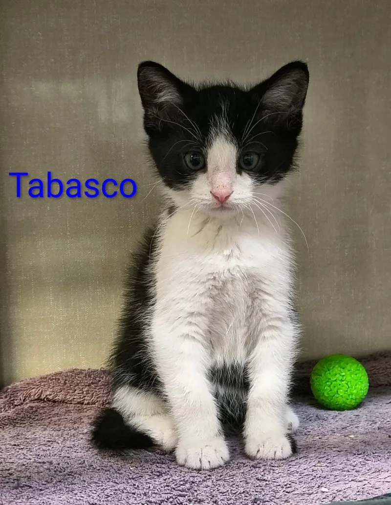 A baby large-sized male Black & White / Tuxedo Domestic Short Hair cat named Tabasco for adoption in Saint Marys, PA