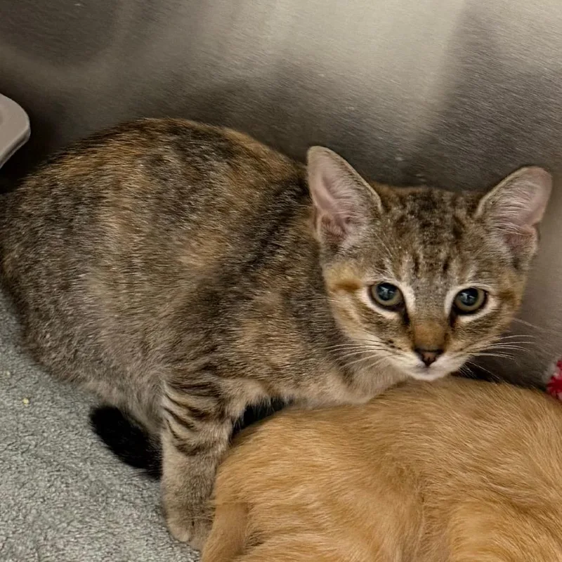 A baby small-sized female Domestic Short Hair cat named Foxy Loxy for adoption in Wilmington, DE
