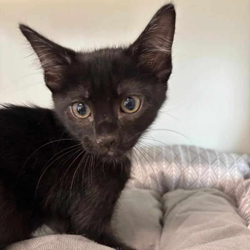 A baby small-sized male Black Domestic Short Hair cat named Popit for adoption in League City, TX