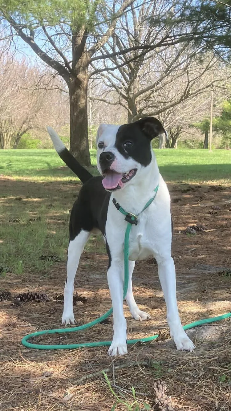 A young large-sized male White / Cream Pit Bull Terrier dog named Glitch for adoption in Springfield, IL