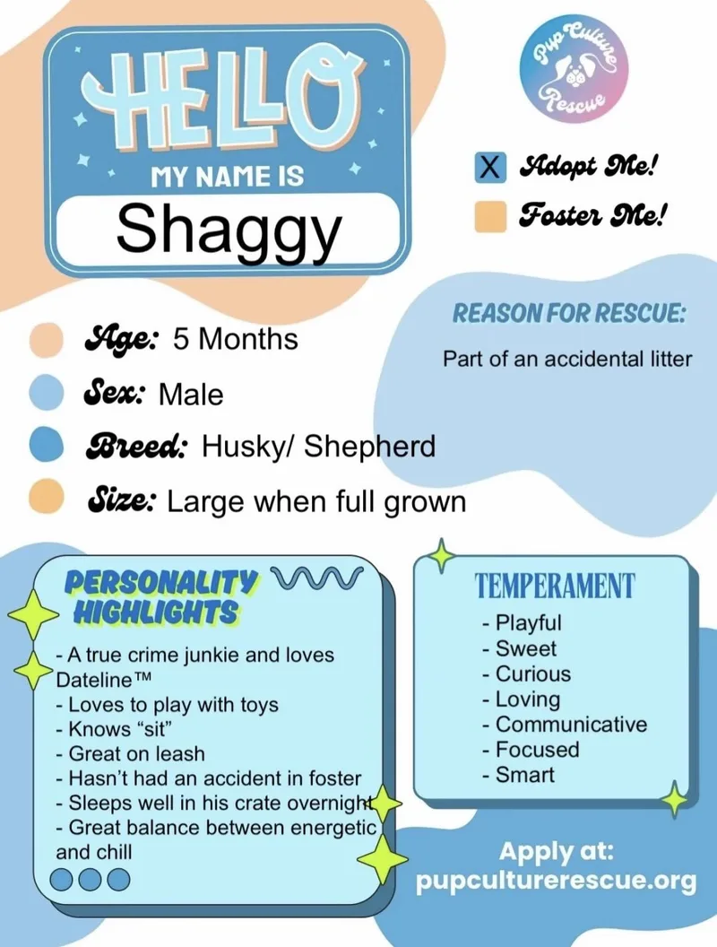 A baby medium-sized male Husky dog named Shaggy for adoption in Pasadena, CA