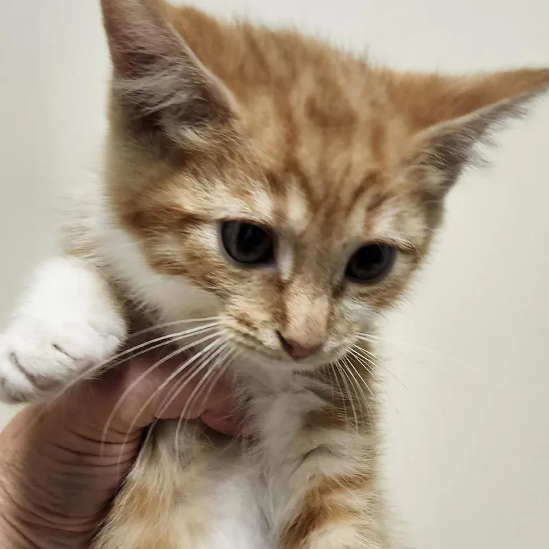 A baby small-sized male Domestic Medium Hair cat named Deviled Egg for adoption in Novelty, OH