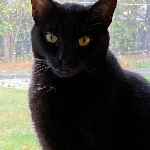 Luna & Missy thumbnail 2