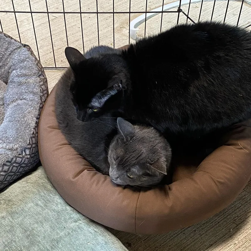 Luna & Missy thumbnail 3