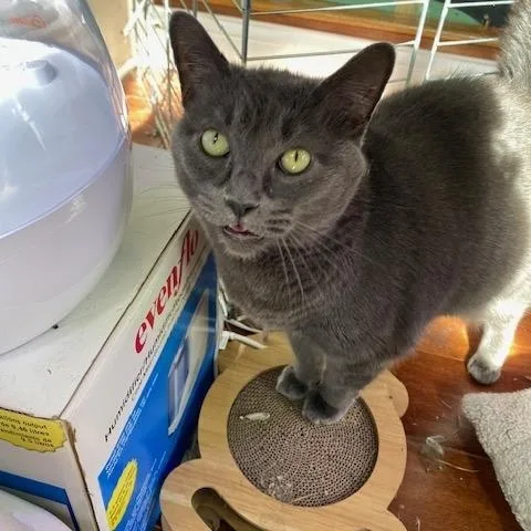 Luna & Missy thumbnail 4