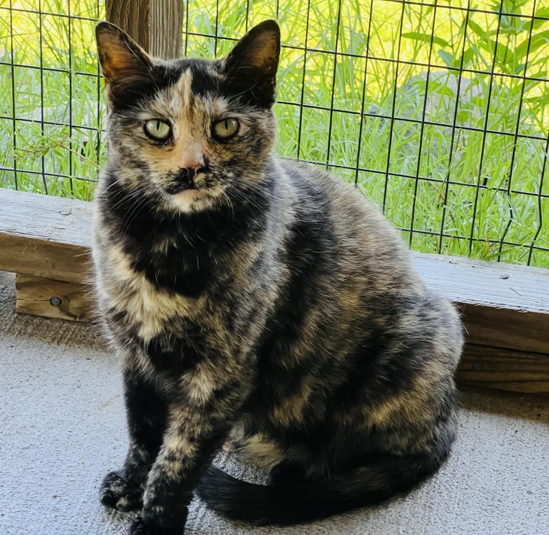 Rossi