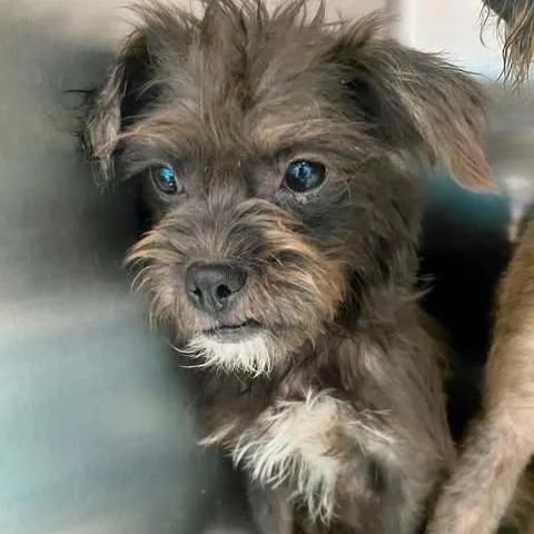 A young small-sized female Terrier dog named Lisa for adoption in Bastrop, TX