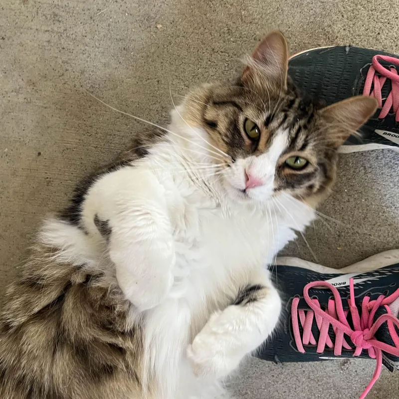 Squirrel thumbnail 3