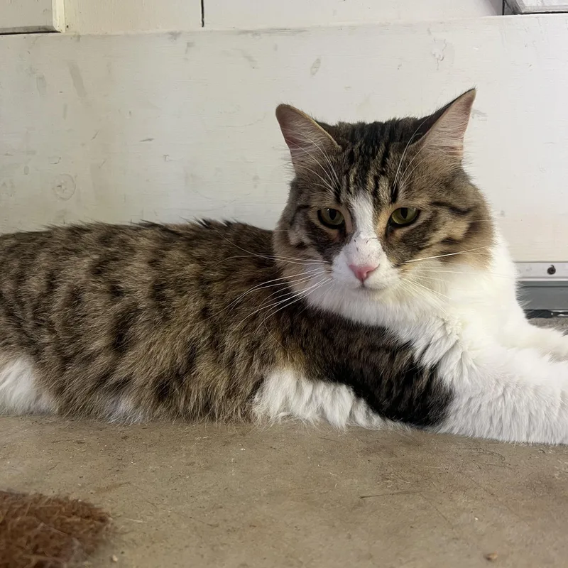 Squirrel thumbnail 4