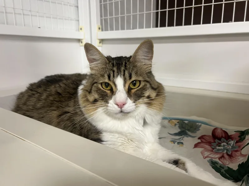 Squirrel thumbnail 5