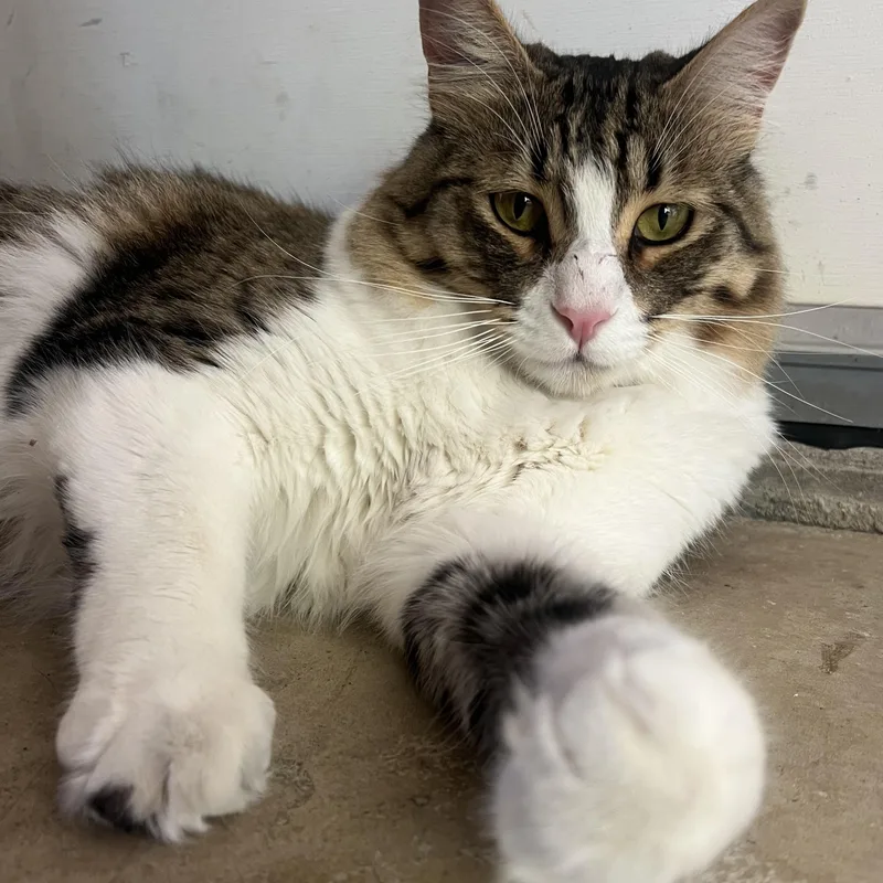 Squirrel thumbnail 6