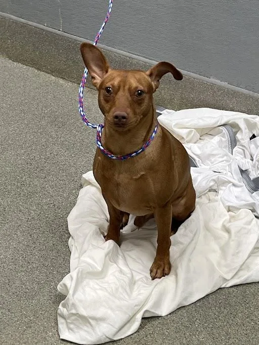 An adult medium-sized male Miniature Pinscher dog named Mr.bean for adoption in Las Vegas, NV