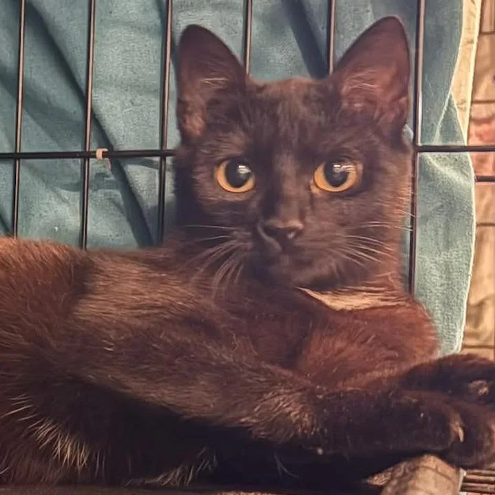 A young small-sized female Black Domestic Short Hair cat named Noir for adoption in Washington, DC