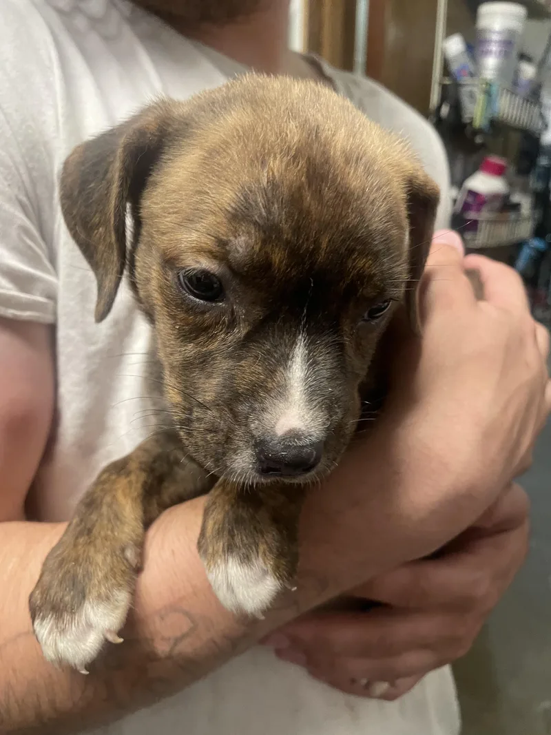 A baby medium-sized female Border Collie dog named P Pinkie for adoption in Billings, MT