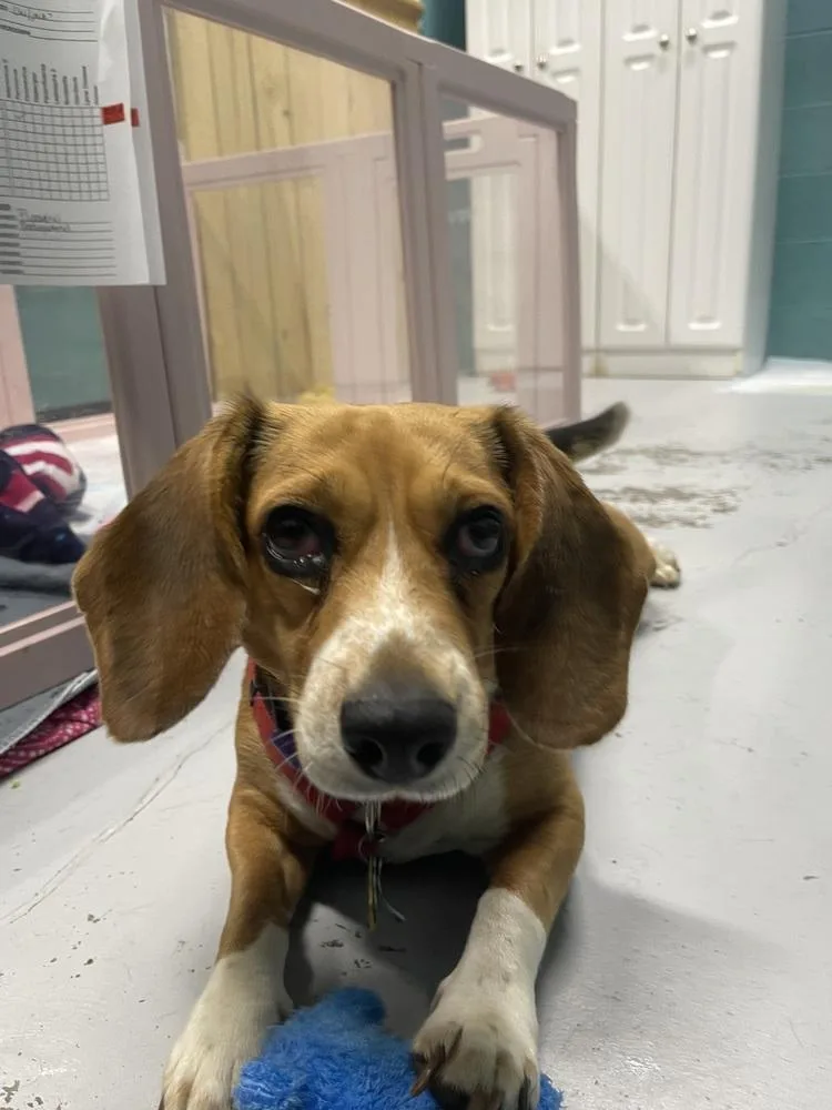 An adult medium-sized female Beagle dog named Betsy for adoption in Chattanooga, TN