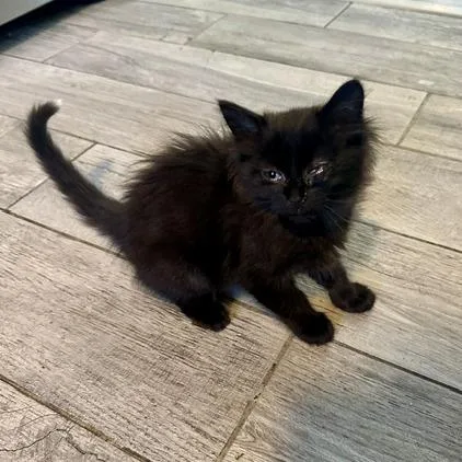 A baby small-sized female Black Domestic Short Hair cat named Willie for adoption in Edwardsville, IL